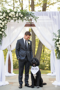Dog wearing Two Tails Pet Company Best Dog bandana in lifestyle setting showing the celebratory accessory in use.