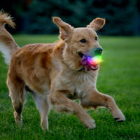 Nite Ize GlowStreak Wild LED Ball glowing brightly during nighttime outdoor play session with dog.