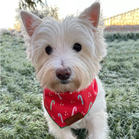 Candy Cane Pet Bandana