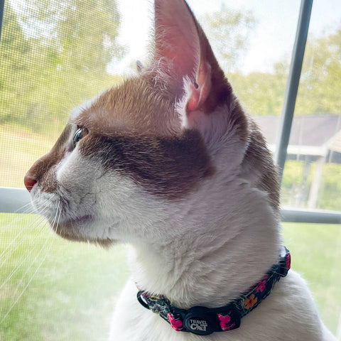 Travel Cat | Collar | The Hawaiian Shirt