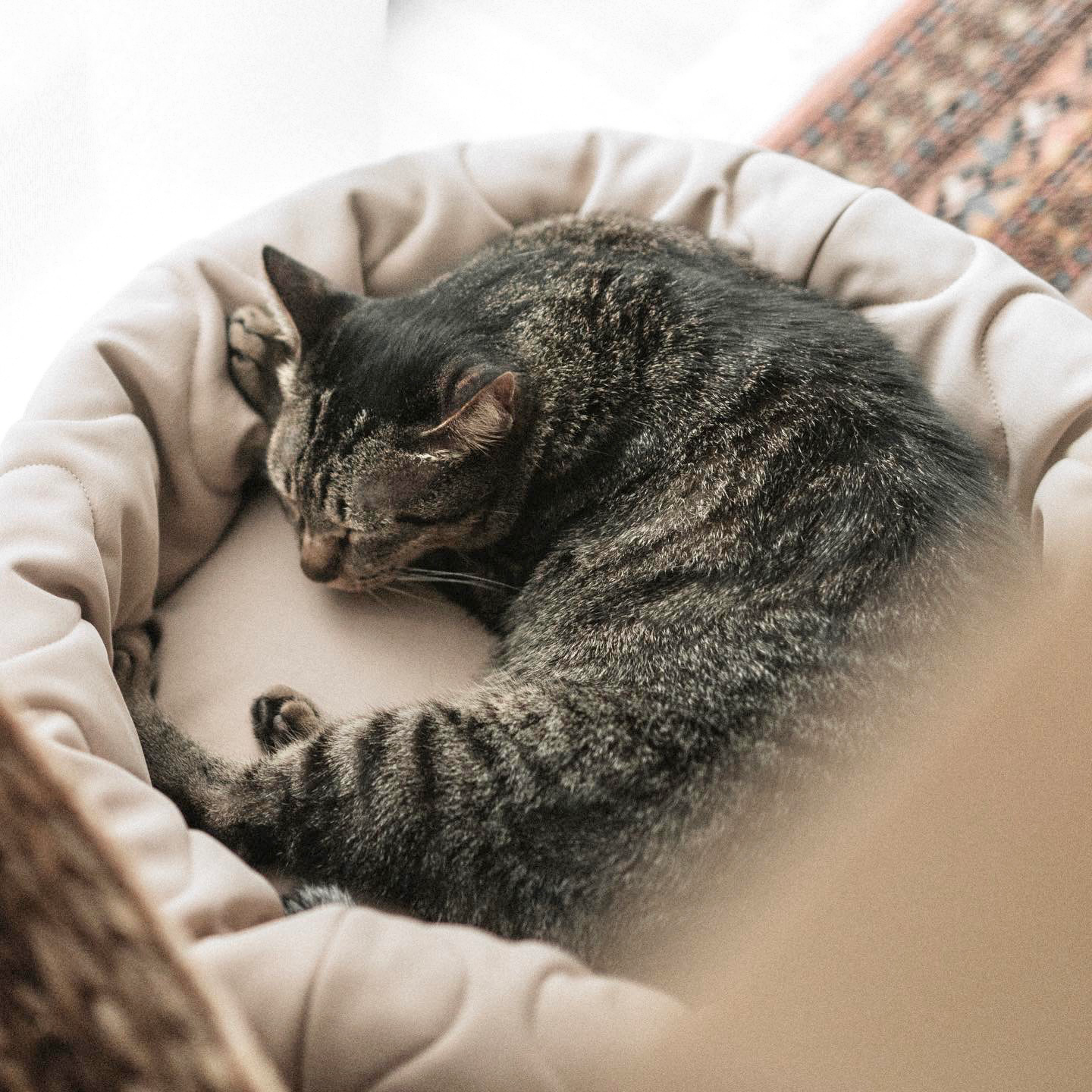Lambwolf | Taart Pet Bed