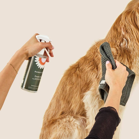 Dandylion | Waterless No-Rinse Shampoo