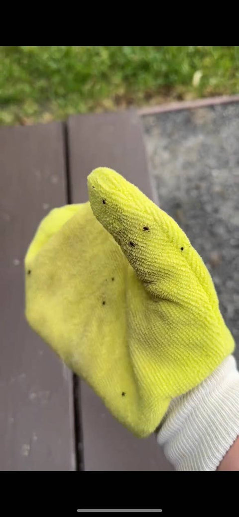 TiCK MiTT tick remover being used on a dog outdoors to demonstrate the mitt's tick prevention application