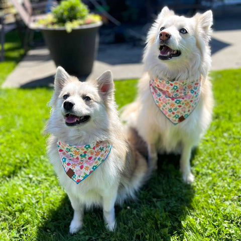 Floral Pet Bandana