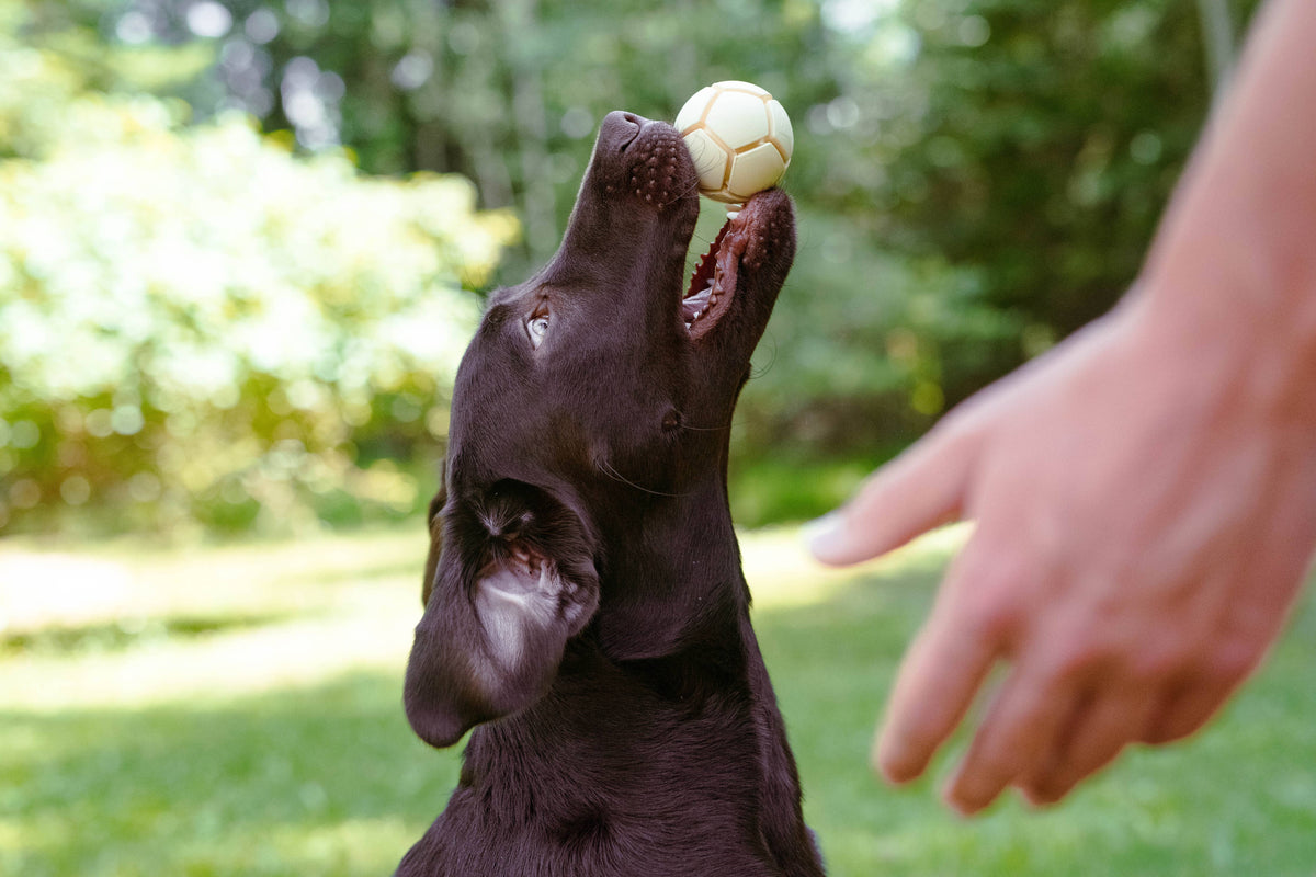 Docaball natural rubber dog ball in Key Lime Pie color shown from a close detail angle.