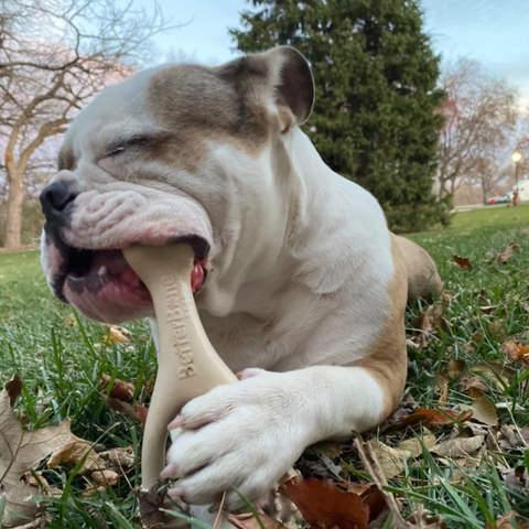 BetterBone SOFT Strength natural dog chew toy being enjoyed by a dog during playtime