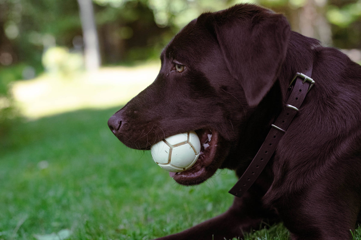 Docaball natural rubber dog ball in Key Lime Pie green, shown from an alternate angle.
