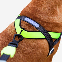 Zee.Dog SofterWalk NOX harness shown on a dog during an outdoor walk.