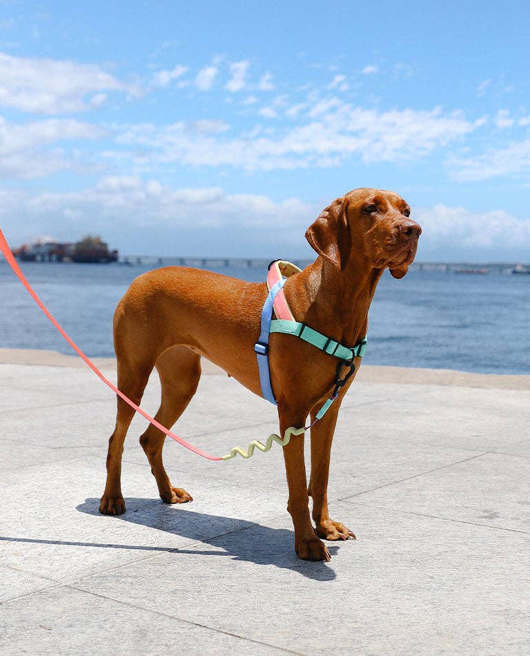 Mellow | SofterWalk Harness