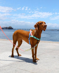 Mellow | SofterWalk Harness