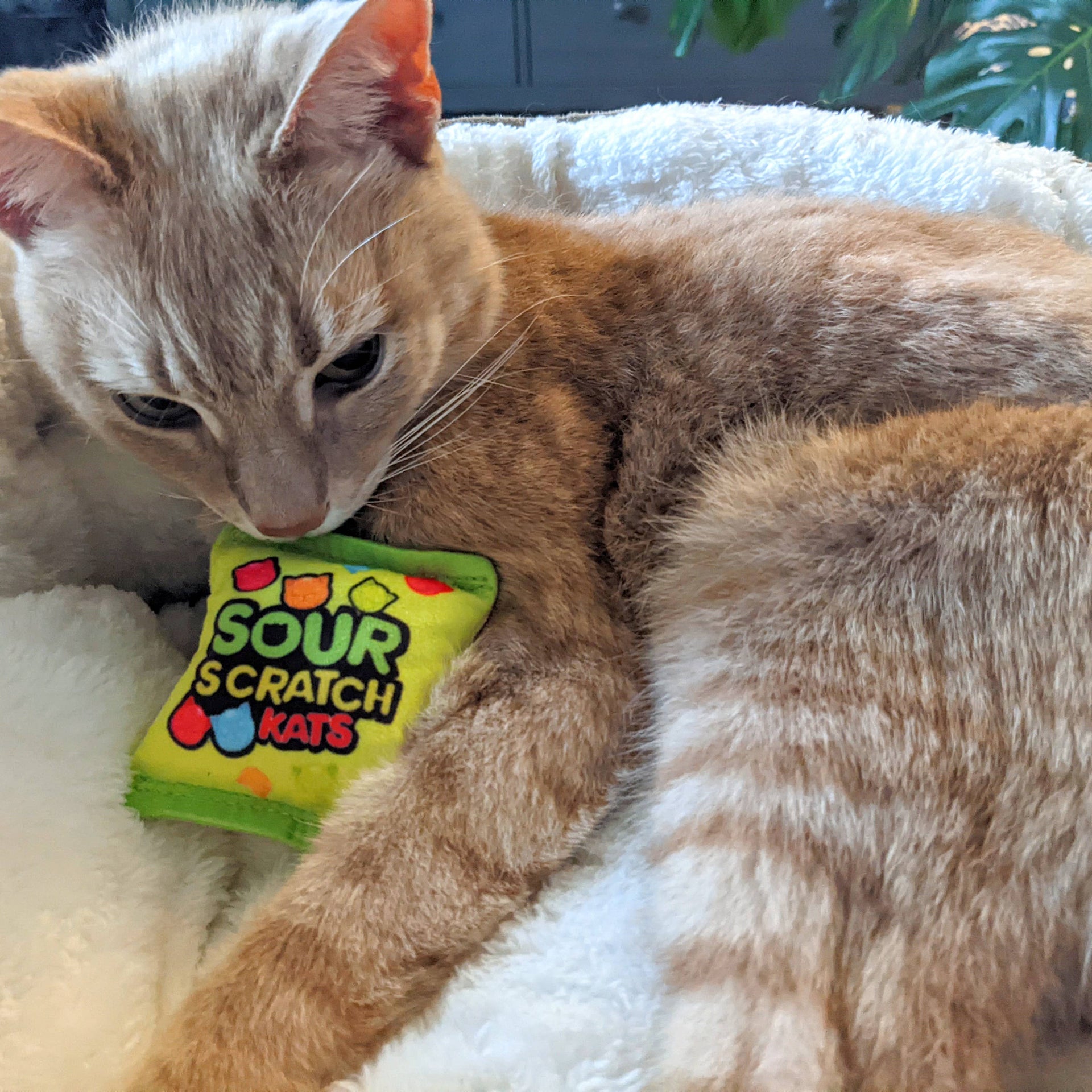 Huxley & Kent Sour Scratch Kats cat toy product packaging showing candy-inspired design details and features.
