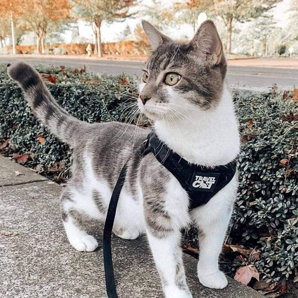 Travel Cat | Harness | True Adventurer Harness & Leash