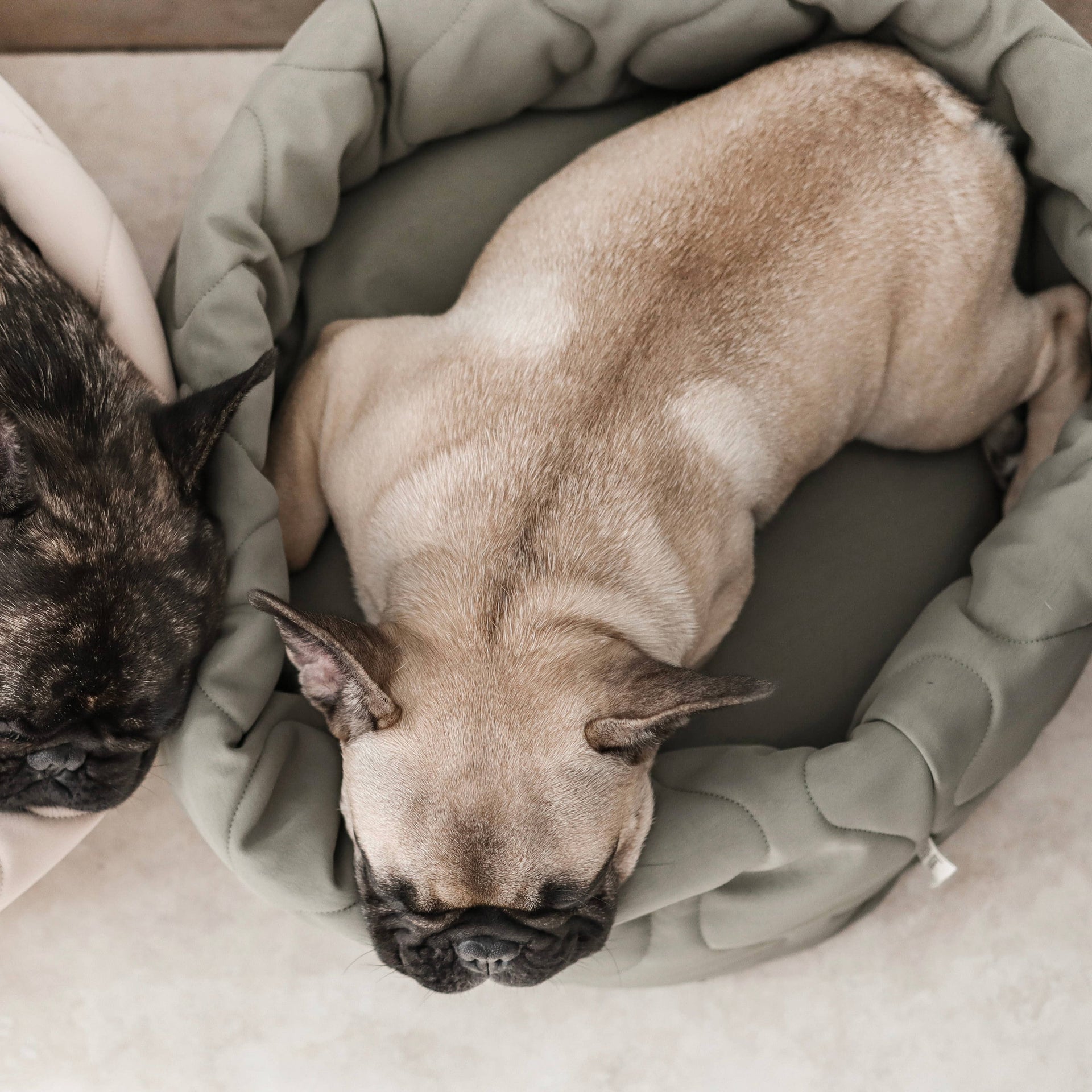 Lambwolf | Taart Pet Bed