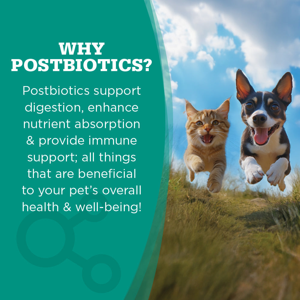 NutriSource Come-Pooch-A Turkey wet dog food package shown from an alternate angle highlighting key details.