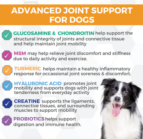 Nootie Progility Hip & Joint Soft Chews 90-count bottle shown with scattered treats demonstrating easy administration for dogs.