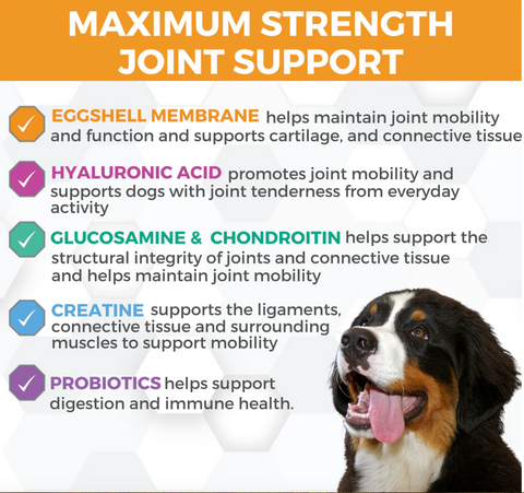 Nootie Progility MAX Hip & Joint supplement bottle shown with soft chews scattered nearby demonstrating product contents.