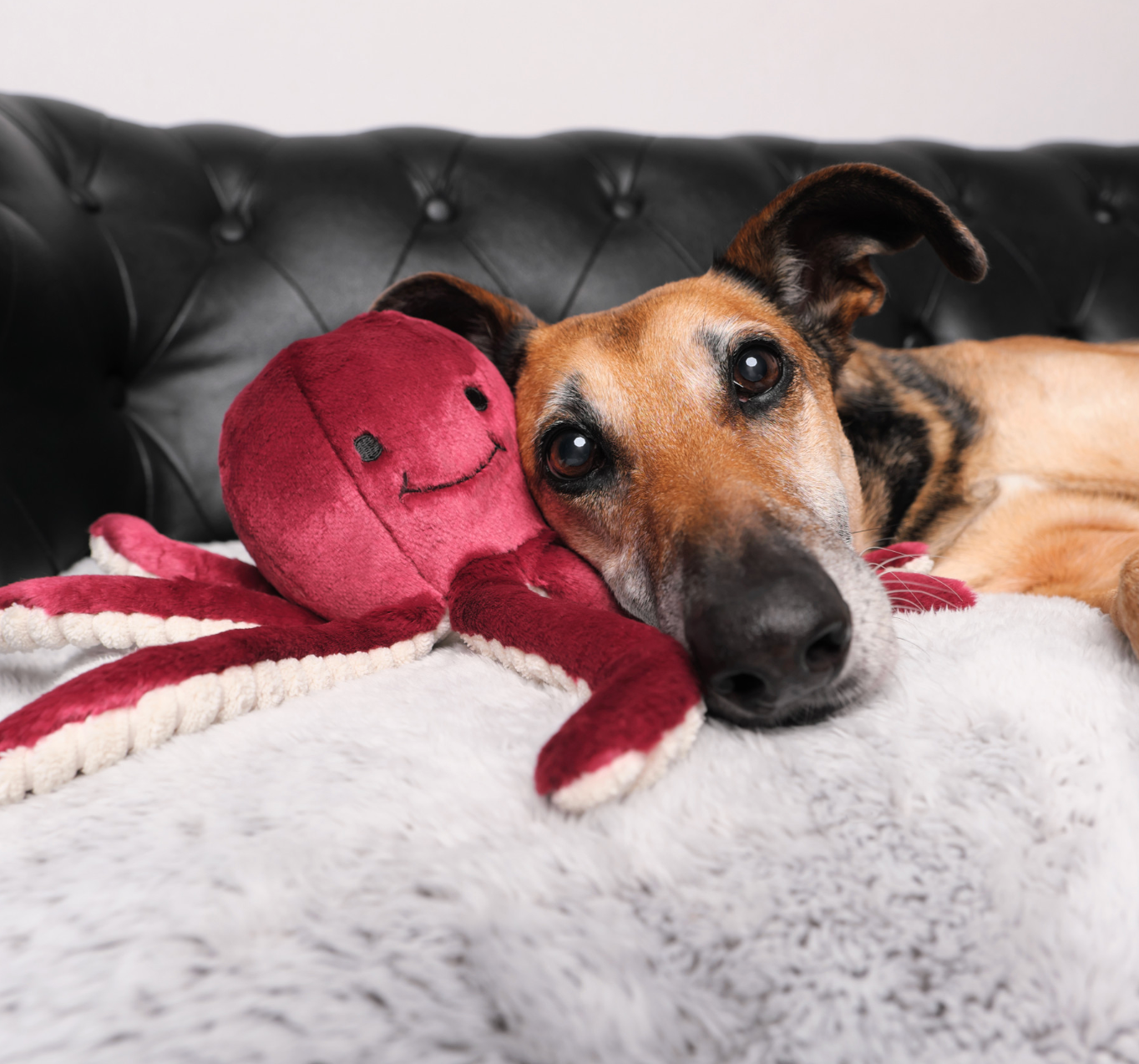 Fluff & Tuff | Olympia Octopus