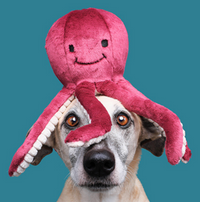 Fluff & Tuff | Olympia Octopus