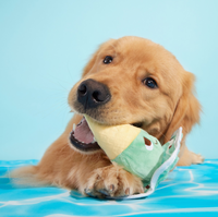 BARK | Melty Minty Monty