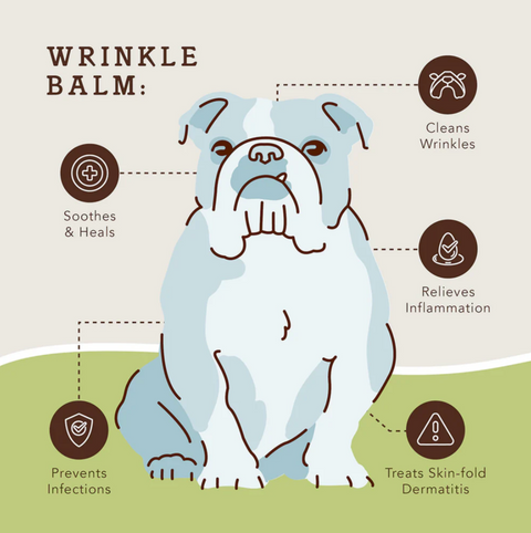 Natural Dog Co. Wrinkle Balm tin being applied to a dog's facial wrinkles demonstrating proper usage technique.