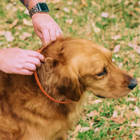 Wondercide | Flea & Tick Collar
