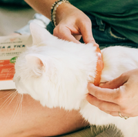 Wondercide | Flea & Tick Collar