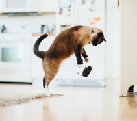 P.L.A.Y. | Feline Frenzy | Catch A Meowse