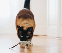 P.L.A.Y. | Feline Frenzy | Catch A Meowse
