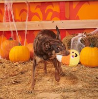 BARK | Candy Cornivore