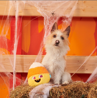 BARK | Candy Cornivore