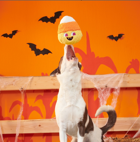 BARK | Candy Cornivore