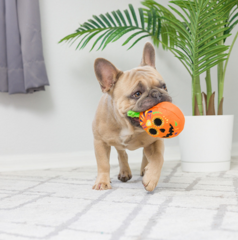 Huxley & Kent | Pumpkin Treats