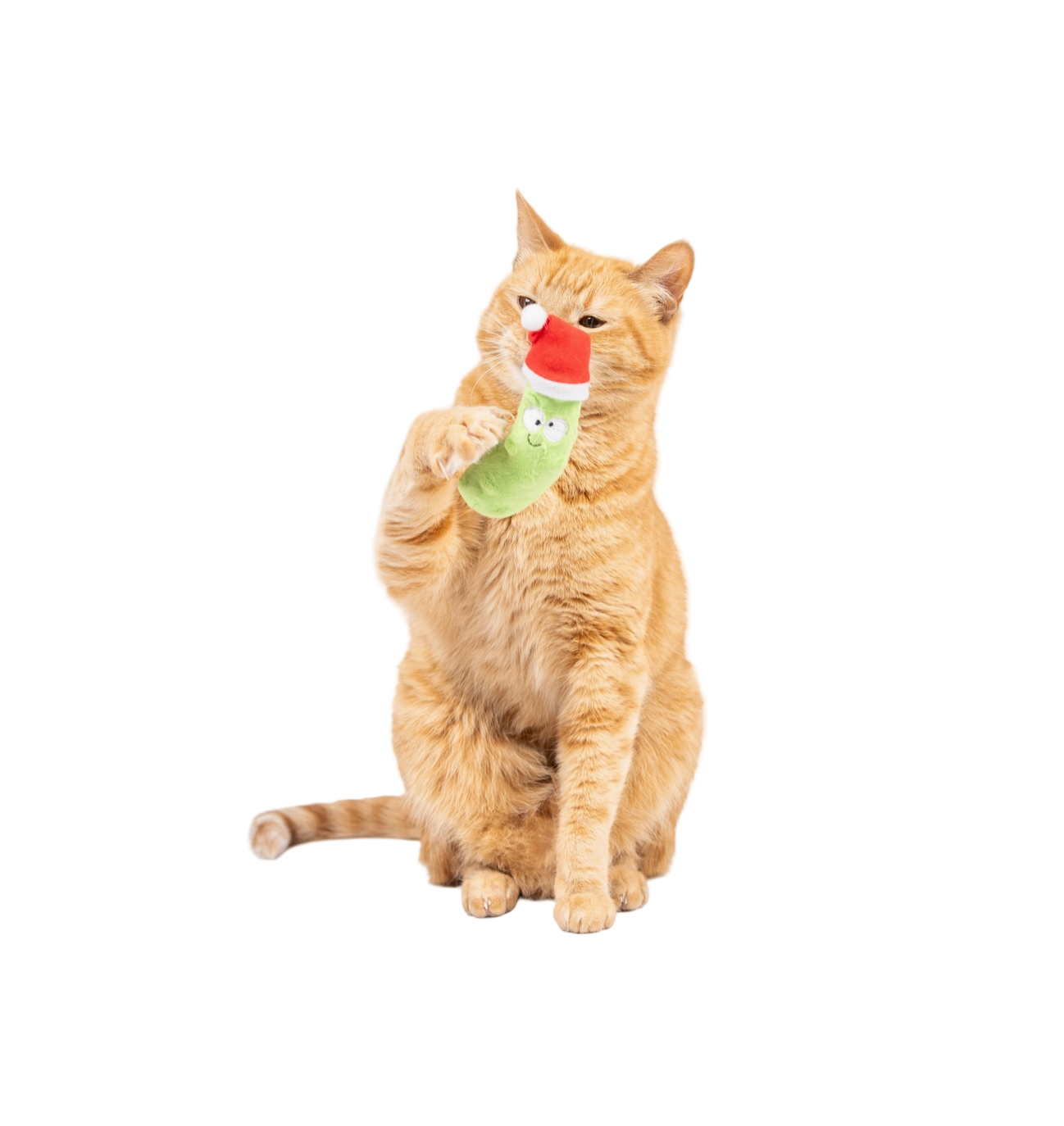 Cat playing with a toy on a white background