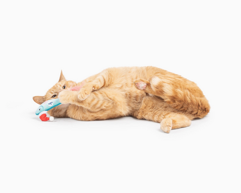 Cat playing with a toy on a white background