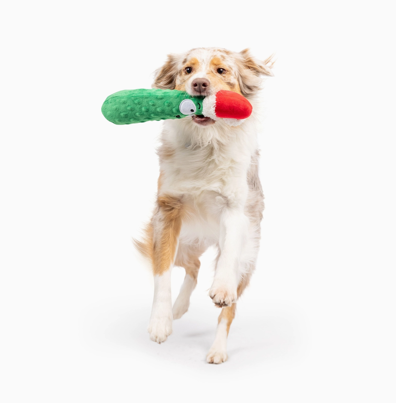 Dog running with a toy in its mouth on a white background