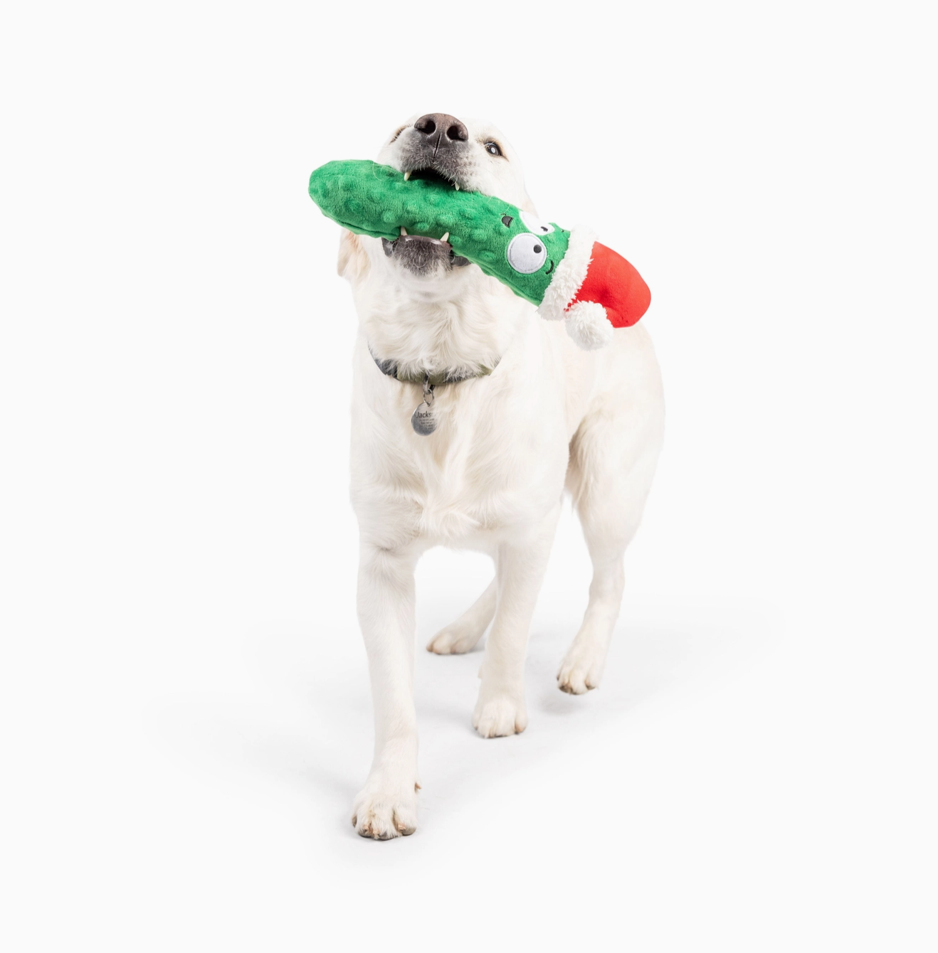 Dog playing with a green and red toy on a white background