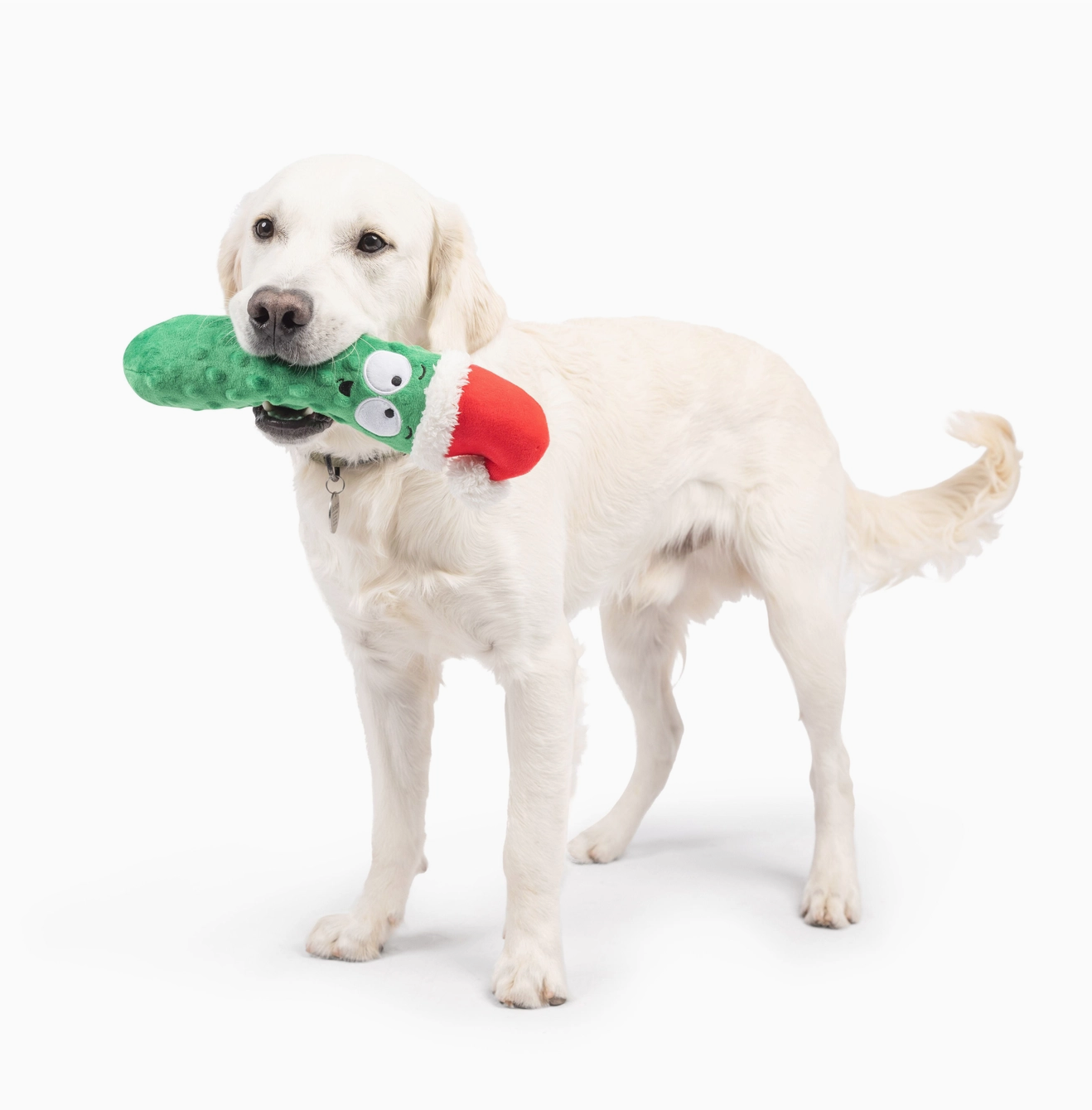Dog playing with a green and red toy on a white background
