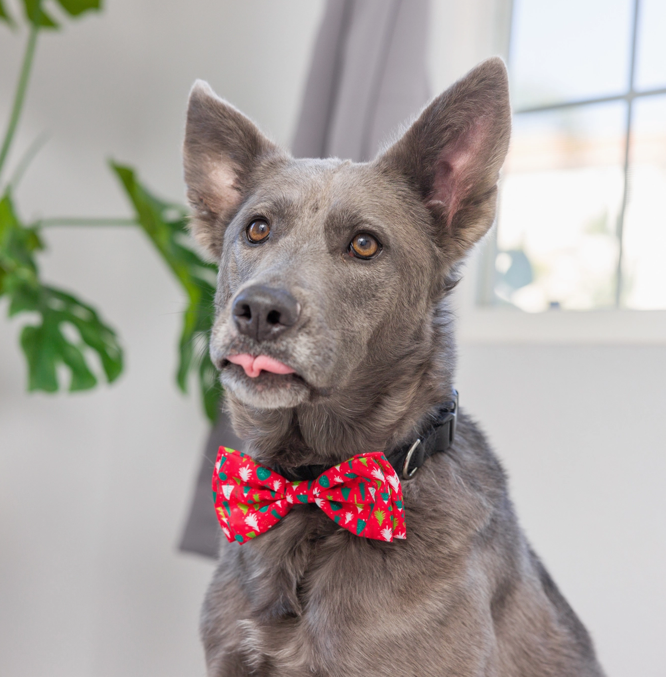 Dog wearing a red bow tie with christmas tree pattern