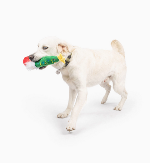 Dog holding a green and red toy in its mouth on a white background