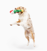Dog playing with a toy on a white background
