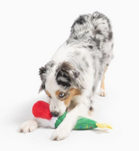 Dog playing with a toy on a white background