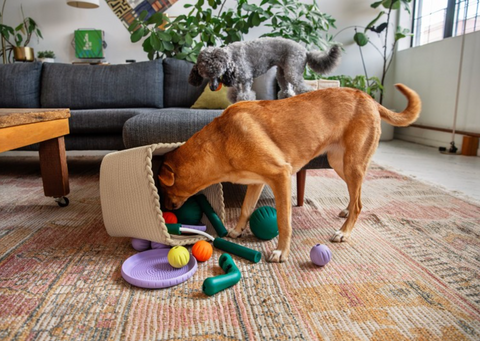 Woof | Forager | Nomchuck