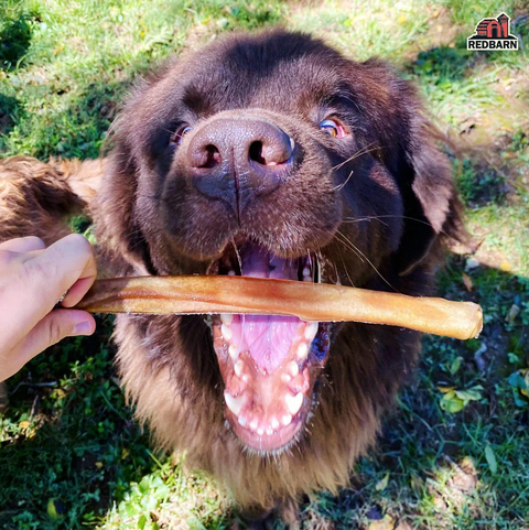 Dog holding a chew stick in its mouth with a grassy background