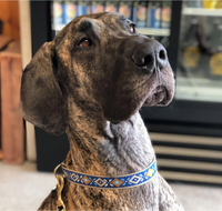 Up Country Aztec dog collar showing detailed view of colorful geometric Southwestern pattern on nylon webbing.