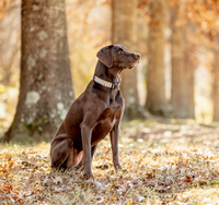 Up Country Gray Buffalo Check dog collar showing detailed view of classic plaid pattern and nylon construction.