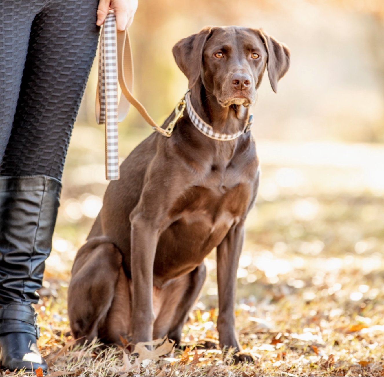 Up Country Gray Buffalo Check dog collar packaging showing product details and sizing information.
