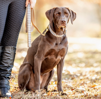 Up Country Gray Buffalo Check dog collar packaging showing product details and sizing information.