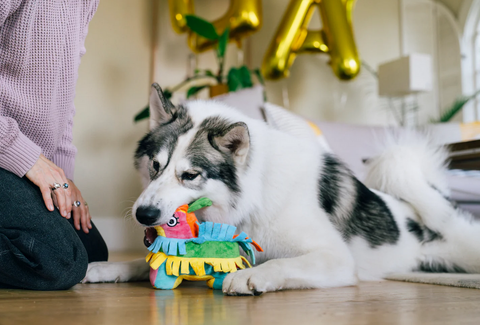 P.L.A.Y. Party Animal Piñata dog toy shown from side angle displaying colorful festive design and treat-dispensing opening.