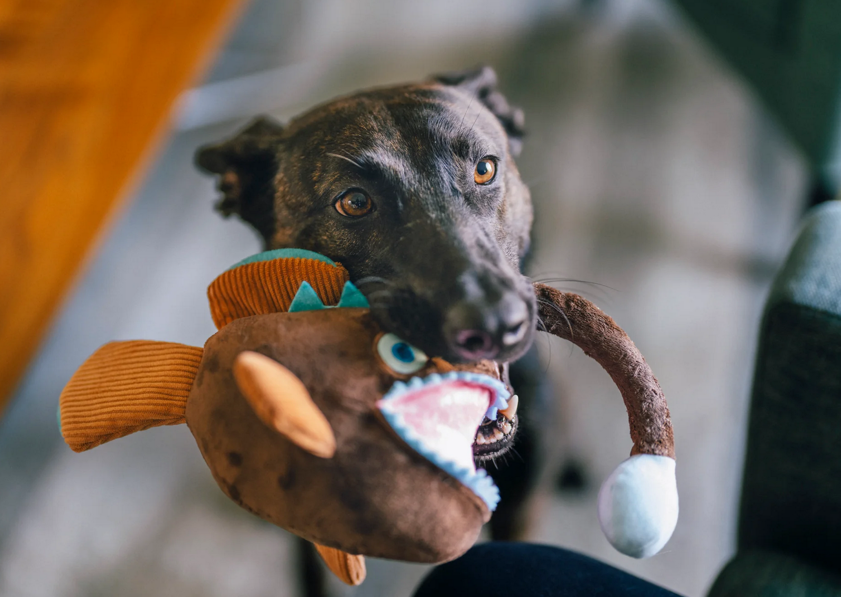 P.L.A.Y. Ocean Buddies - Angler Fish | P.L.A.Y. | Dog Dish
