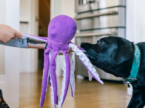 P.L.A.Y. Ocean Buddies Opal the Octopus plush dog toy showing detailed tentacles and textured fabric construction.
